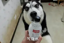 哈士奇第一次喝气泡水会是什么反应？二哈：这水过期了吧？