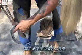 原来换马蹄铁还有这么多讲究，过程解压悦耳，十分舒服