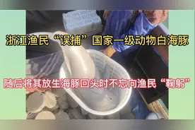浙江渔民误捕国家一级保护动物白海豚，随后将其放生视频封面