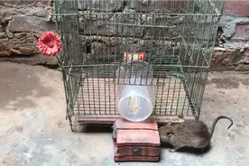 外国小哥制作简易捕鼠陷阱，老鼠家族被一网打尽，太过瘾了！！视频封面