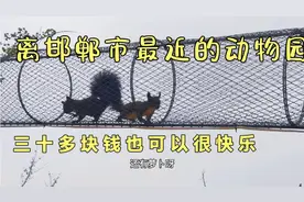 邯郸最近的动物园，萌萌的动物会说话的鹦鹉，十元小游乐场特别值视频封面