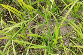 草木灰的8个正确使用方法，用对了效果翻好几倍，很多人不知道视频封面