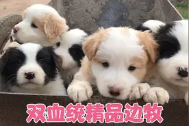 养殖场大哥家的双血统边牧满月了，今天带大家一起看看精品边牧视频封面