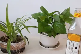 把白醋倒进花盆里，养它来养花，好处还真不少视频封面