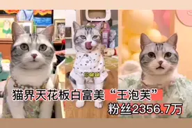 猫界天花板白富美王泡芙，精致的生活让人嫉妒！粉丝2356.7万！视频封面