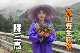 广西三江野生藤茶降三高是它最大特点，如此神奇为何很多人不知道