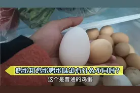 妈妈给的鹅蛋一直没舍得吃，今天把它煮了，味道和颜色都不一样视频封面
