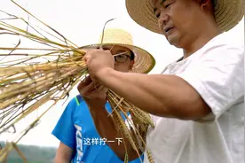 怀念甘肃老家大丰收，割麦子吃油饼，再也回不去的童年视频封面