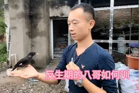 八哥这个时间都会进入反生期，该如何训练呢？来可以训好的。