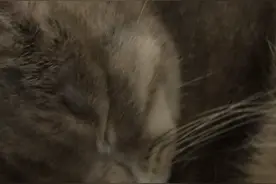 唉！自从前天开始给小灰猫注射了多西环素之后，两猫都不吃不喝了