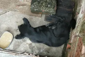 这狗吃得好好的，突然就倒下抽筋四脚无力是什么原因了？视频封面