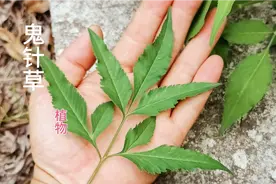 农村鬼针草，养蜂人的最爱，你还不知道吗？