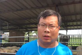 如果母羊产前产后不食，可以用一下红糖