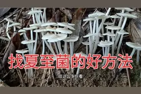 夏至菌的季节到了，用这2种方法去找，野外的夏至菌愿意跟你回家