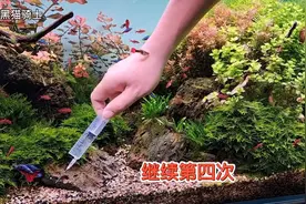 别为鱼缸长藻烦恼了，很详细的水草缸除藻视频，五天全记录！视频封面