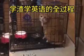 猫咪的语言天赋都比我强😹学英语你是属于天赋高的还是学废的？