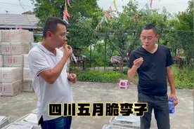 刚收完10吨菜籽榨油，马上又赶到李子产地，看四川五月脆口感如何视频封面