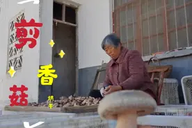 农村小伙在南召看香菇剪根烘干，剪掉的根能做美食？种香菇投资大
