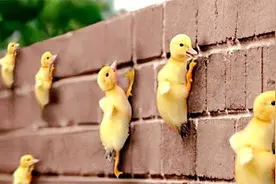 只有小鸭子才有的“超级能力”，长大后却消失了，这是为何？视频封面