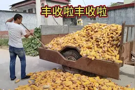 小谢家的玉米丰收了，拖拉机小奔马不停往家拉，金灿灿的真漂亮！视频封面