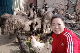 东北大哥养了2年的鸸鹋，全身都有经济价值，看看现在值多少钱