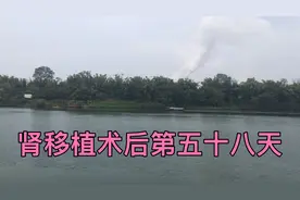 肾移植术后第五十八天！肌酐还是280！