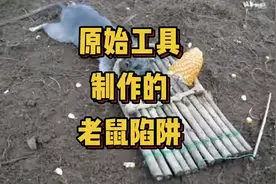 原始技术捕捉到的大老鼠，目测得有一斤多，你知道是什么老鼠吗？
