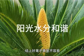 阳光热量水分时间和谐