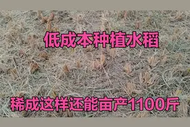 稻谷种植新方法，投入成本低，效益不低于水稻，管理粗放，省心视频封面