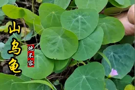 山乌龟又叫地不容，家种它招财又镇宅，是我国传统中草药！
