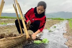 贵州小潘今年种了二亩地的西瓜，预计产量20,000斤，喂的农家肥视频封面
