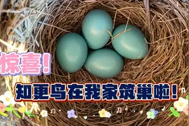 惊喜！出门发现知更鸟在屋檐下筑巢了，居然下了蓝色的鸟蛋！视频封面