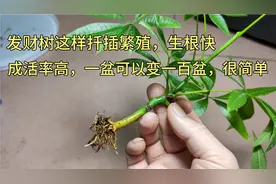 “发财树”这样扦插繁殖，生根快，成活率高，一盆可以变一百盆。
