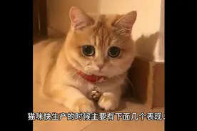 猫咪生产前的征兆