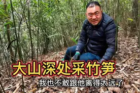 四川高山竹笋出来了，胖哥和老乡一起上山采摘，过程真让人过瘾