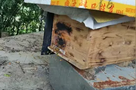 罕见，度夏期间蜜蜂猛进粉这是什么情况？