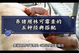 养猪用林可霉素5种经典搭配组合，解决养猪的大问题