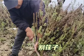 甘肃天水张三家开始割荏子，看看今年的紫苏咋样？晚饭汤菜又三碗视频封面