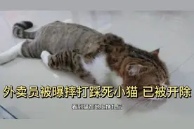 变态外卖员摔死可爱小猫，最终受到永不录用的惩罚视频封面