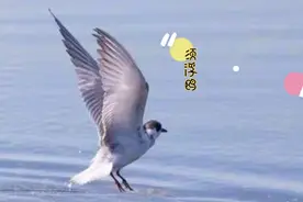 无边无际大海好像与天连接在一起海面上成群结队的须浮鸥正在飞翔