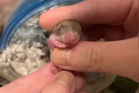 俗称通心粉鼠的北非肥尾沙鼠幼崽，早期公母如何分辨呢？！