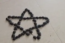 小伙用自家的乌龟摆个五角星，摆放过程不忍直视，连自已都笑晕了视频封面