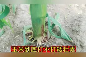矮壮素火了 ，玉米到底打不打矮壮素玉米 ，是增产还是减产 。视频封面