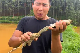 小伙抓了2只甲鱼，今天测试一下甲鱼的咬合力，一口下去后悔了