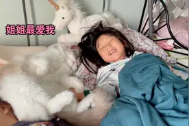 超大布偶猫每天睡床，还得枕枕头