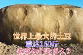 世界上最大的土豆 重达160斤 你们说够吃多久？
