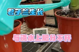想让君子兰长的快兰质高，不缺肥浇大水是关键，前提根系要旺。视频封面