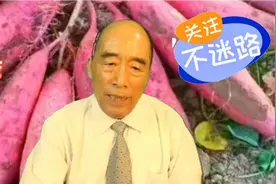 红薯超高产种植技术，下蛋红薯，多苗移栽你了解多少？视频封面