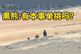 黑熊杀死野狼，狼王带着狼群复仇黑熊，把黑熊团团围住视频封面