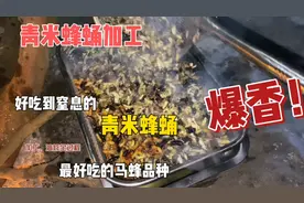 青米蜂蛹加工，这种马蜂是所有马蜂品种最好吃的！一般人都不敢吃视频封面